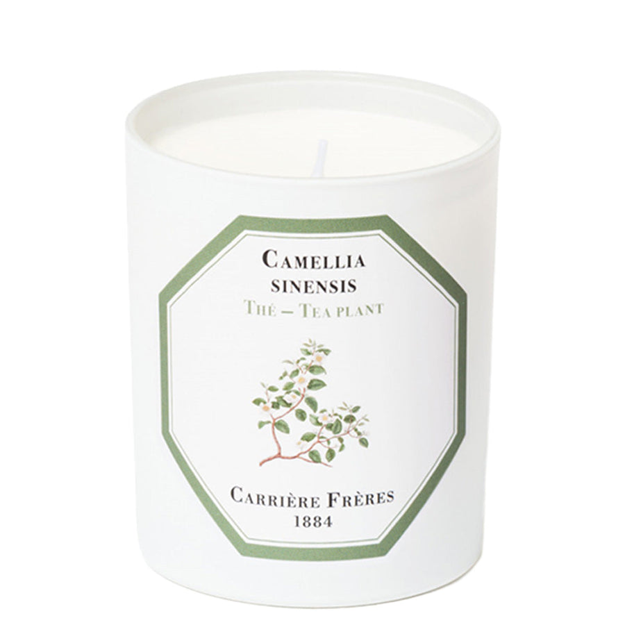 Camellia Sinensis - Tea Plant candle