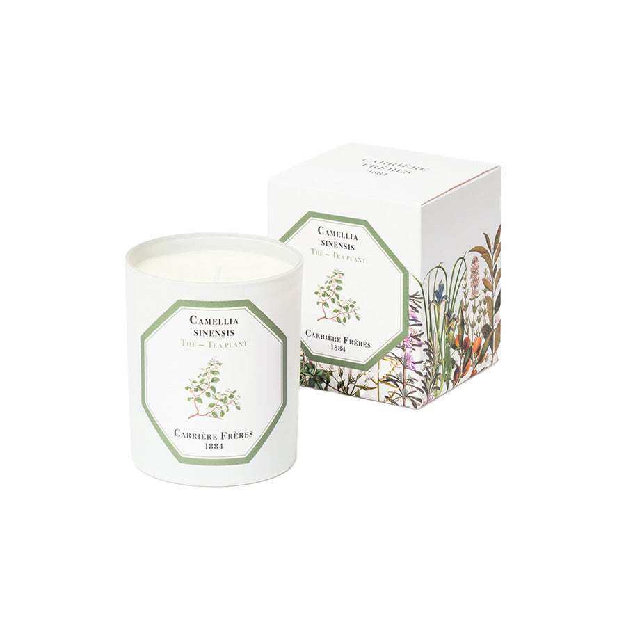 Camellia Sinensis - Tea Plant candle