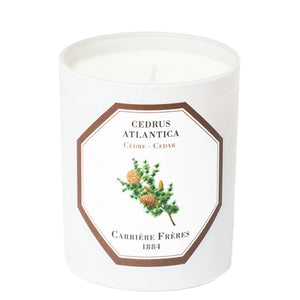 Cedrus Atlantica - Cedar candle