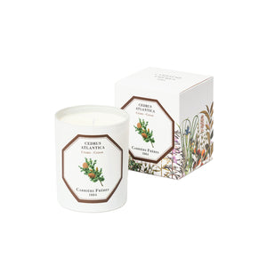 Cedrus Atlantica - Cedar candle