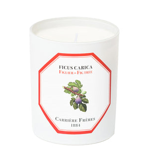 Ficus Carica - Fig Tree candle