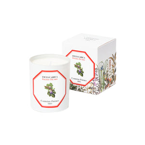 Ficus Carica - Fig Tree candle